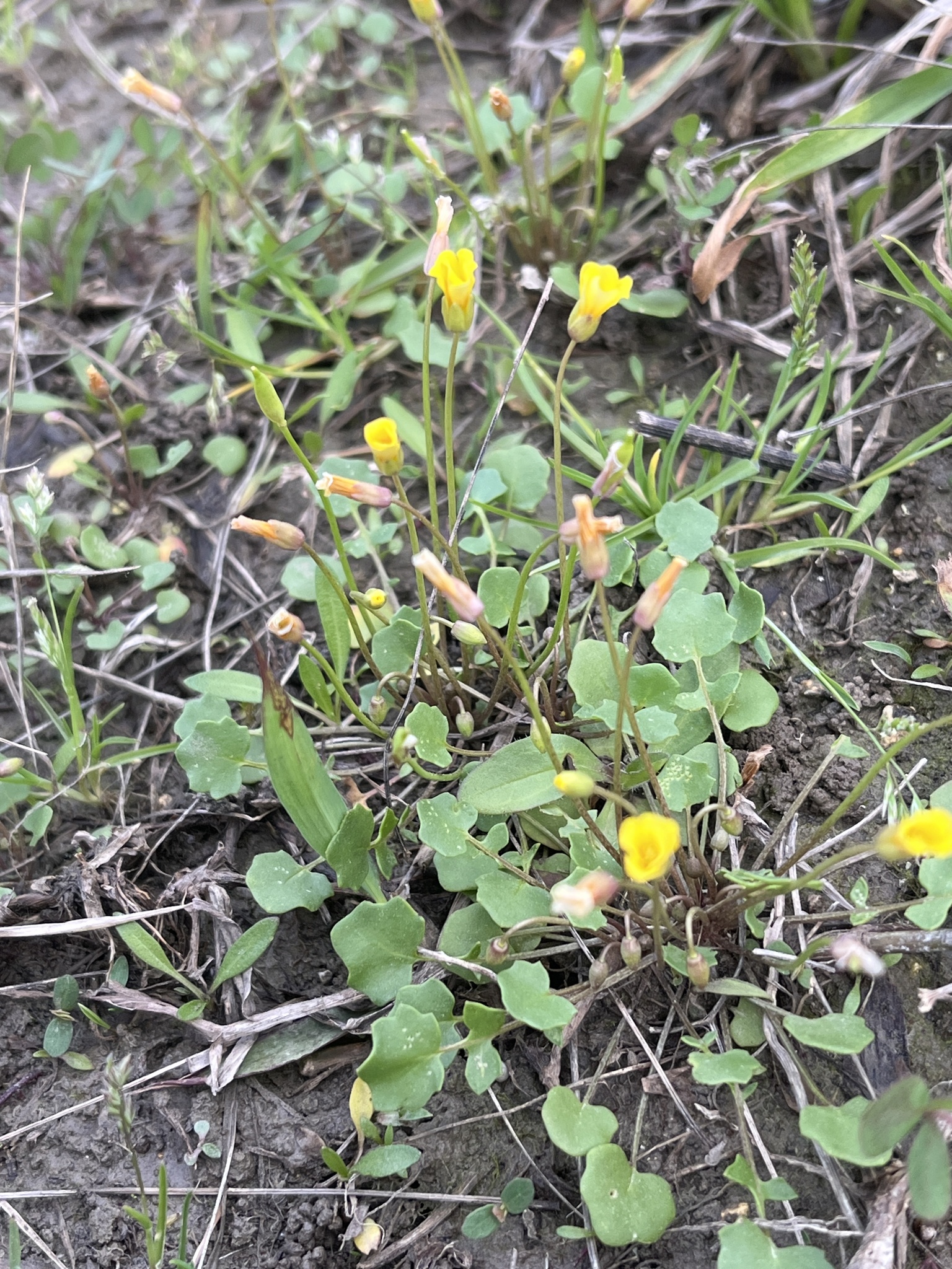 Imagem de Leavenworthia exigua não possui um nome popular amplamente reconhecido no Brasil