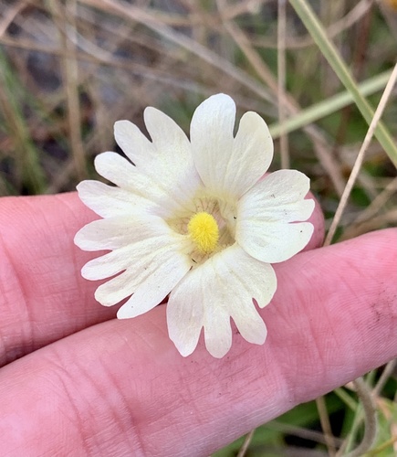 Pinguicula lutea