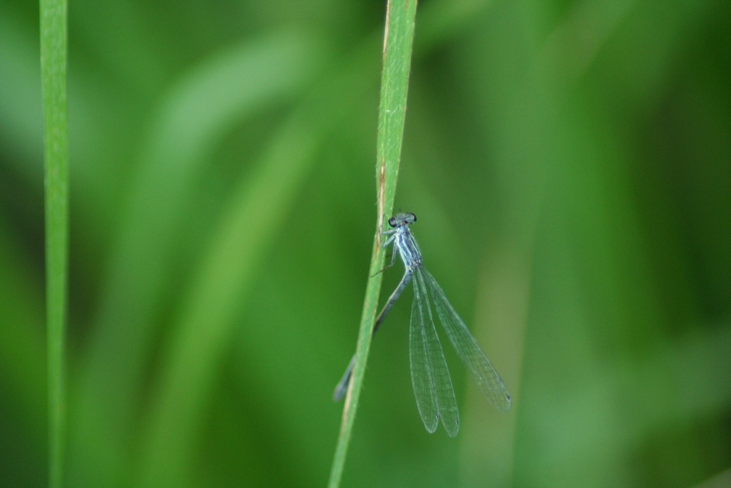 Black-and-white Damsel