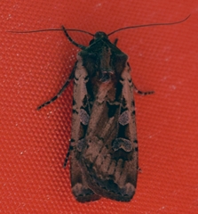 Euxoa ochrogaster