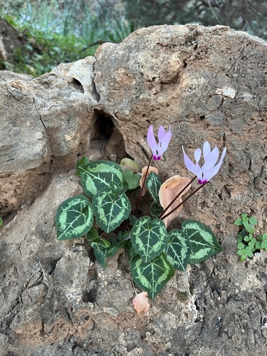 Cyclamen persicum