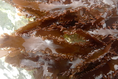 Blastophyllis calliblepharoides