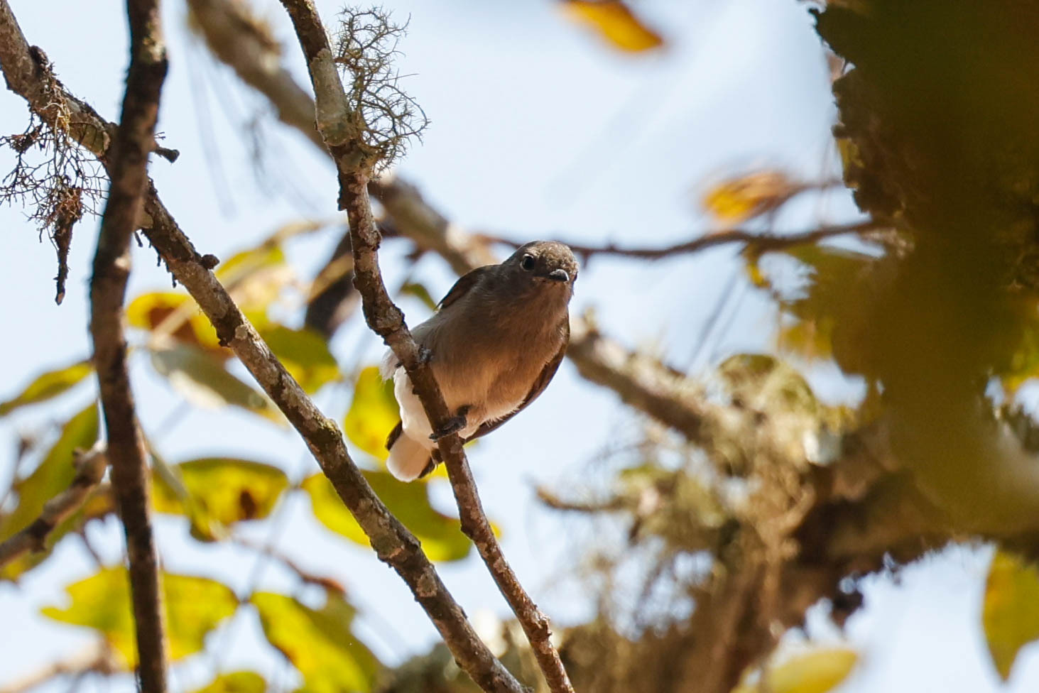 Green-backed Honeybird (Prodotiscus zambesiae), photo 5