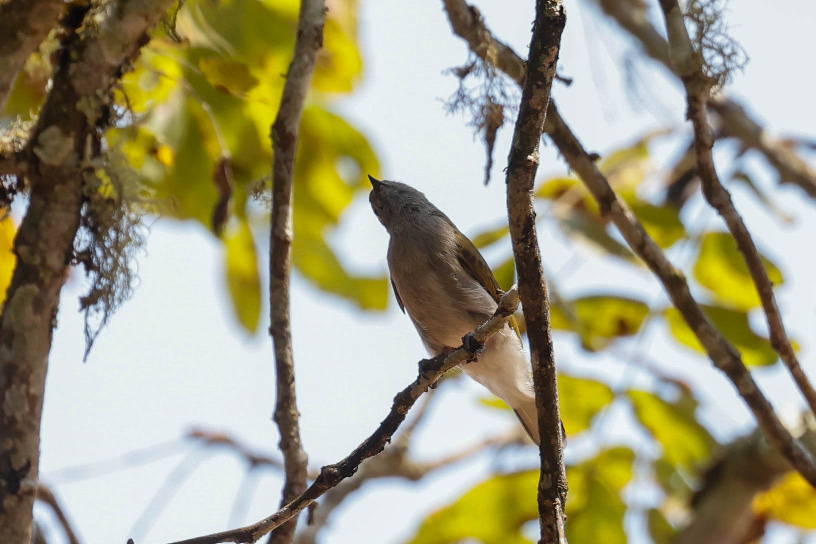 Green-backed Honeybird (Prodotiscus zambesiae), photo 6
