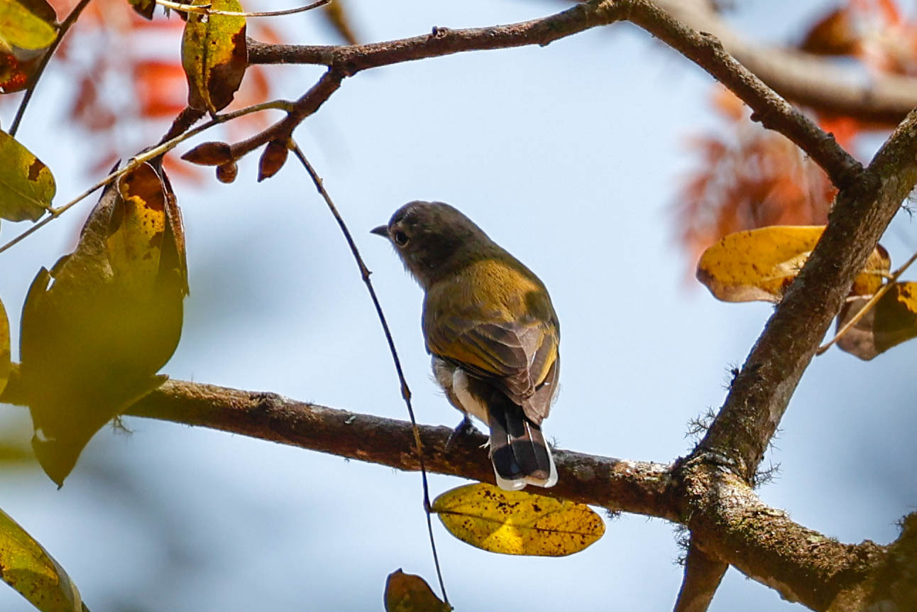 Green-backed Honeybird (Prodotiscus zambesiae), photo 4