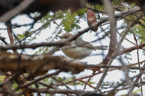 Brown-headed Apalis (Apalis alticola), photo 2