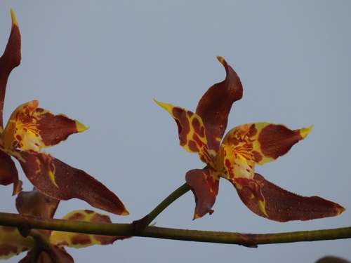 Oncidium lehmannii, photograph 3
