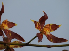 Oncidium lehmannii, photograph author not stated, no rights reserved
