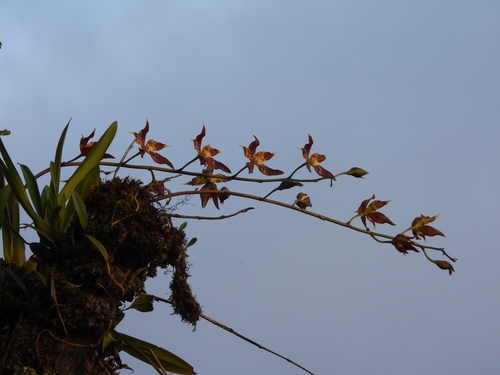 Oncidium lehmannii, photograph 4