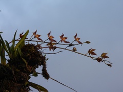 Oncidium lehmannii, photograph author not stated, no rights reserved