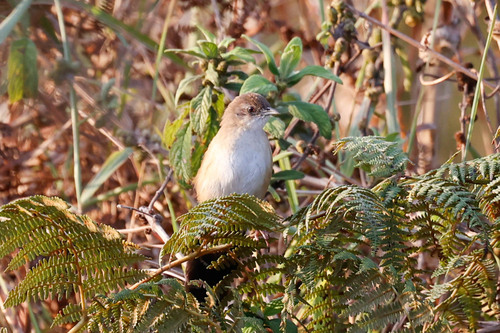 Fan-tailed Grassbird (Catriscus brevirostris), photo 5