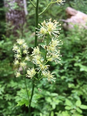Actaea laciniata