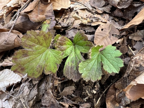 lobed barren strawberry (Waldsteinia lobata)