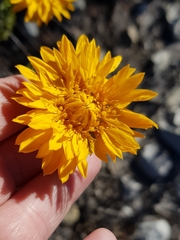 Lachnaea aurea