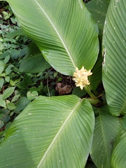 Goeppertia macrosepala