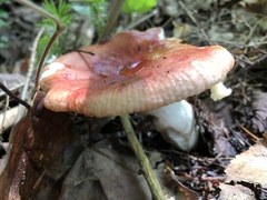 Russula silvicola