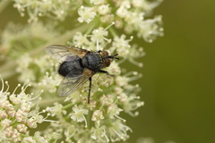 Eurithia anthophila