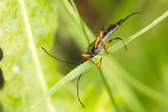 Strangalia attenuata