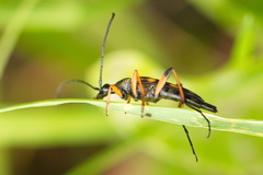 Strangalia attenuata