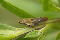 Omalophora pectoralis