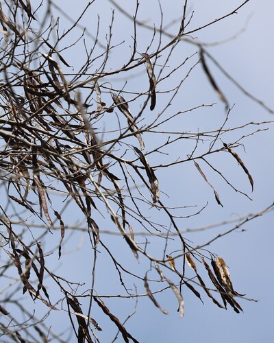 Parapiptadenia excelsa, photograph 3
