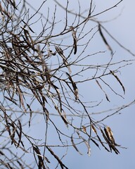 Parapiptadenia excelsa, photograph Andrea Gantzer, CC BY, iNaturalist via GBIF