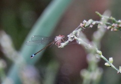 Ischnura cervula