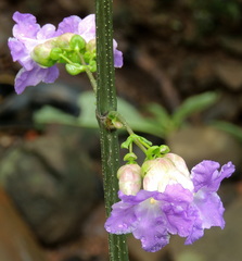 Strobilanthes callosa