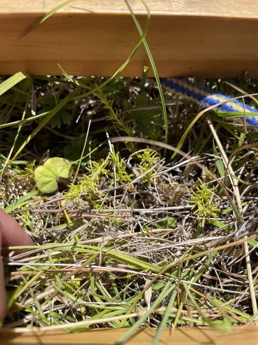 Scleranthus diander observed 2025-02-18