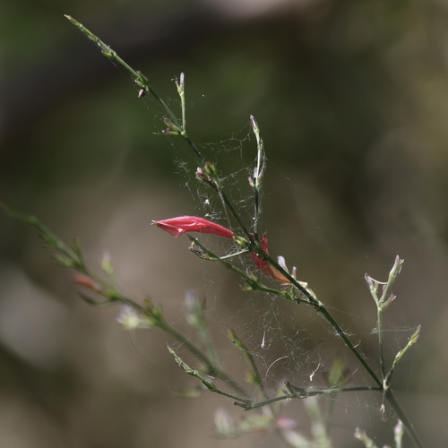 Image of Six-Angle Foldwing by (c) gpete, some rights reserved (CC BY)