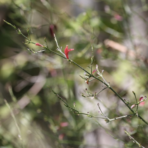 Image of Sixangle Foldwing (Dicliptera sexangularis) by (c) gpete, some rights reserved (CC BY)