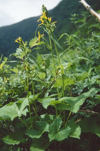 Ligularia kaialpina iNat (2)