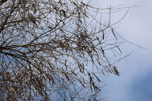 Parapiptadenia excelsa, photograph 4