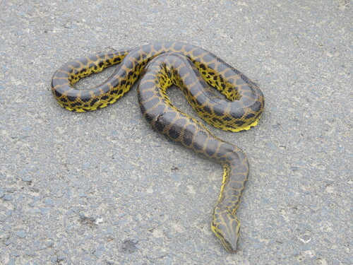 Yellow Anaconda