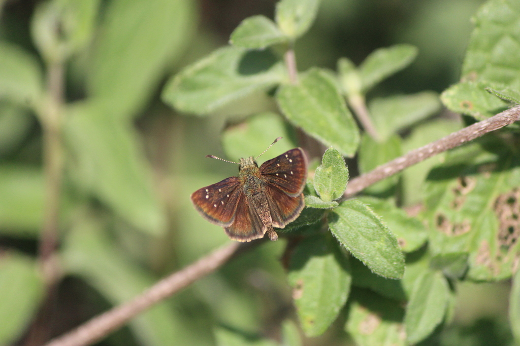 Small-spotted Skipperling