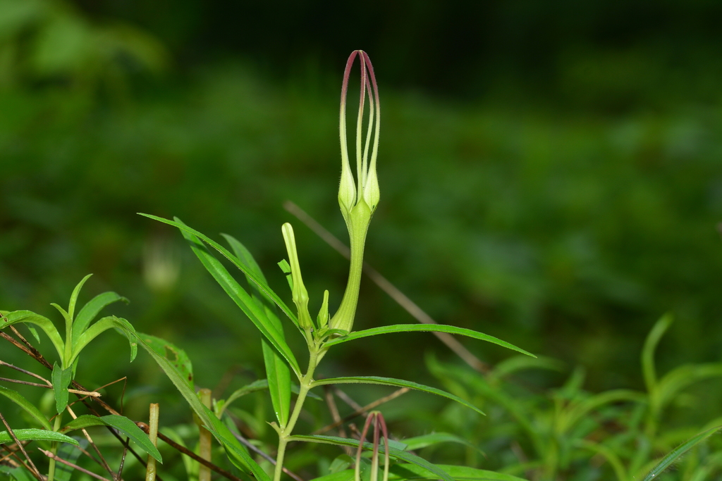 Ceropegia attenuata, Sanjay Gandhi National Park, Abhinav Nagar, मुम्बई, महाराष्ट्र 400066, India