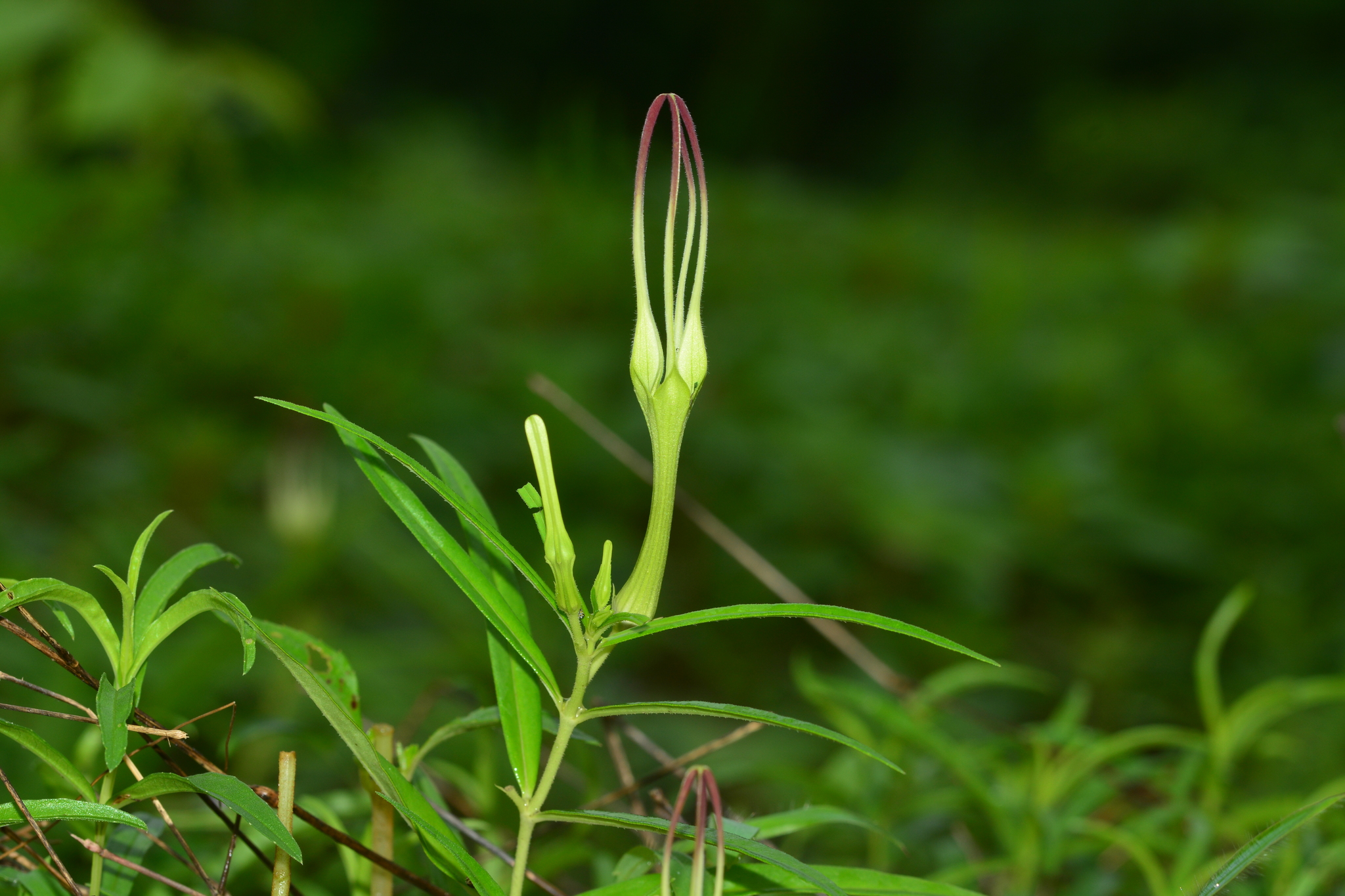 Ceropegia attenuata