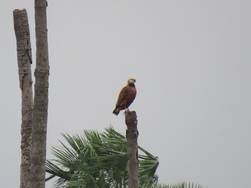 Black-collared Hawk