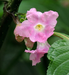 Strobilanthes callosa