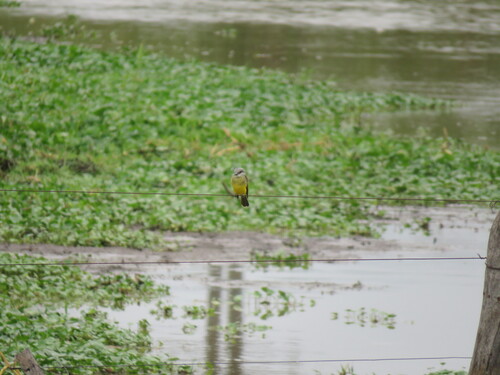 Tropical Kingbird