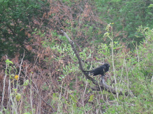 Smooth-billed Ani
