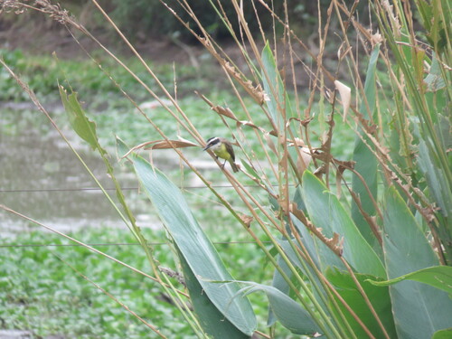 Great Kiskadee
