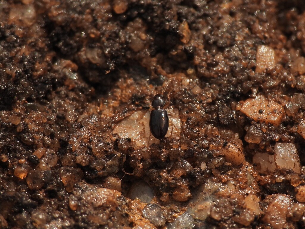 Tachys laevus