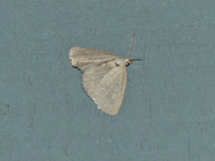 Protodeltote albidula