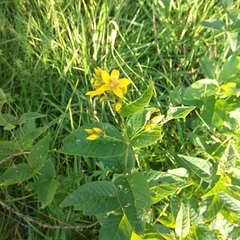 Lysimachia vulgaris