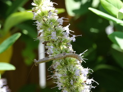 Stagmomantis carolina