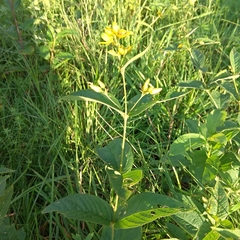 Lysimachia vulgaris