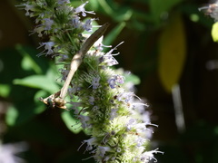 Stagmomantis carolina