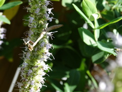 Stagmomantis carolina