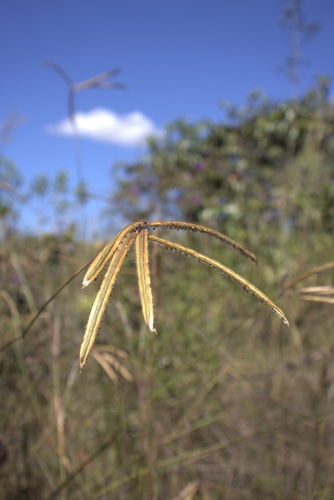 Paspalum lanciflorum